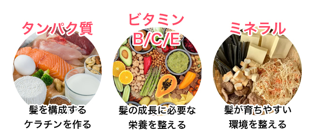 発毛を支える栄養素