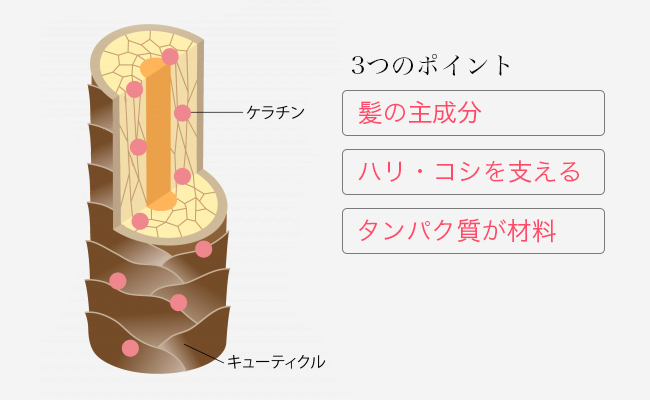 ケラチンとは
